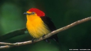 wire-tailed-manakin-312x176.jpg