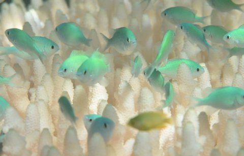 Fish swim amid bleached coral near Lizard Island, Australia, Great Barrier Reef Fish swim amid bleached coral near Lizard Island, Australia, Great Barrier Reef