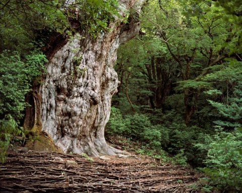 JŌMON SUGI Cryptomeria Tree Yakushima Japan - 2000 years old JŌMON SUGI Cryptomeria Tree Yakushima Japan - 2000 years old