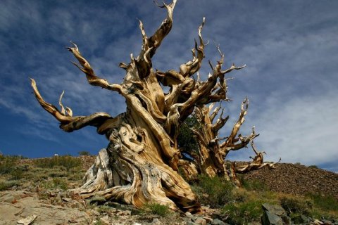 Methuselah 5000 years old bristlecone pine tree White Mountains Inyo Nationa Forest California Methuselah 5000 years old bristlecone pine tree White Mountains Inyo Nationa Forest California