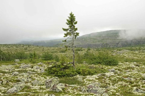 Old Tjikko Norway spruce tree Fulufjället Mountain Dalarna province Sweden - 9500 years old - world's oldest tree Old Tjikko Norway spruce tree Fulufjället Mountain Dalarna province Sweden - 9500 years old - world's oldest tree