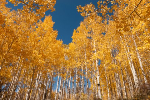 Pando The Trembling Giant Quaking Aspen Utah - 1 million years old Pando The Trembling Giant Quaking Aspen Utah - 1 million years old
