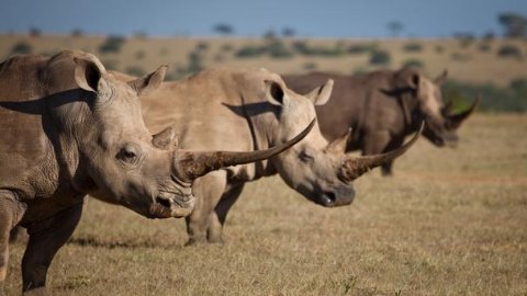 white rhinos