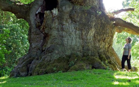widest tree - LLANGERNYW YEW in WALES - 4000 years old widest tree LLANGERNYW YEW in WALES - 4000 years old